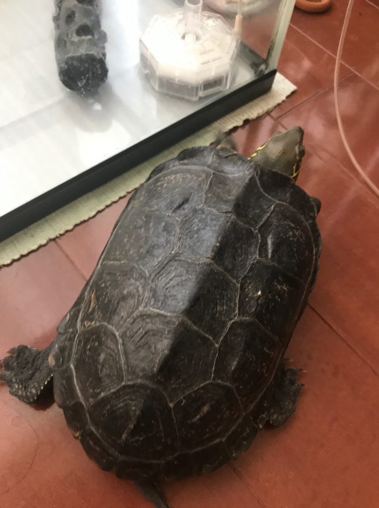 散歩中の我が家のペット、カメキチ