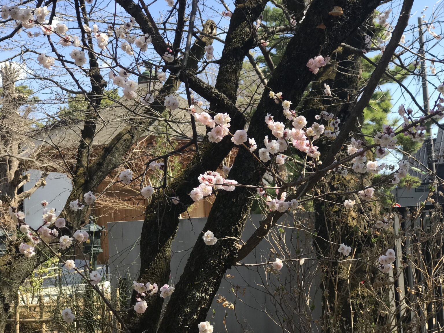 屋号をと致しました【真作】大徳寺/前大徳香林/大橋香林/山花開似錦