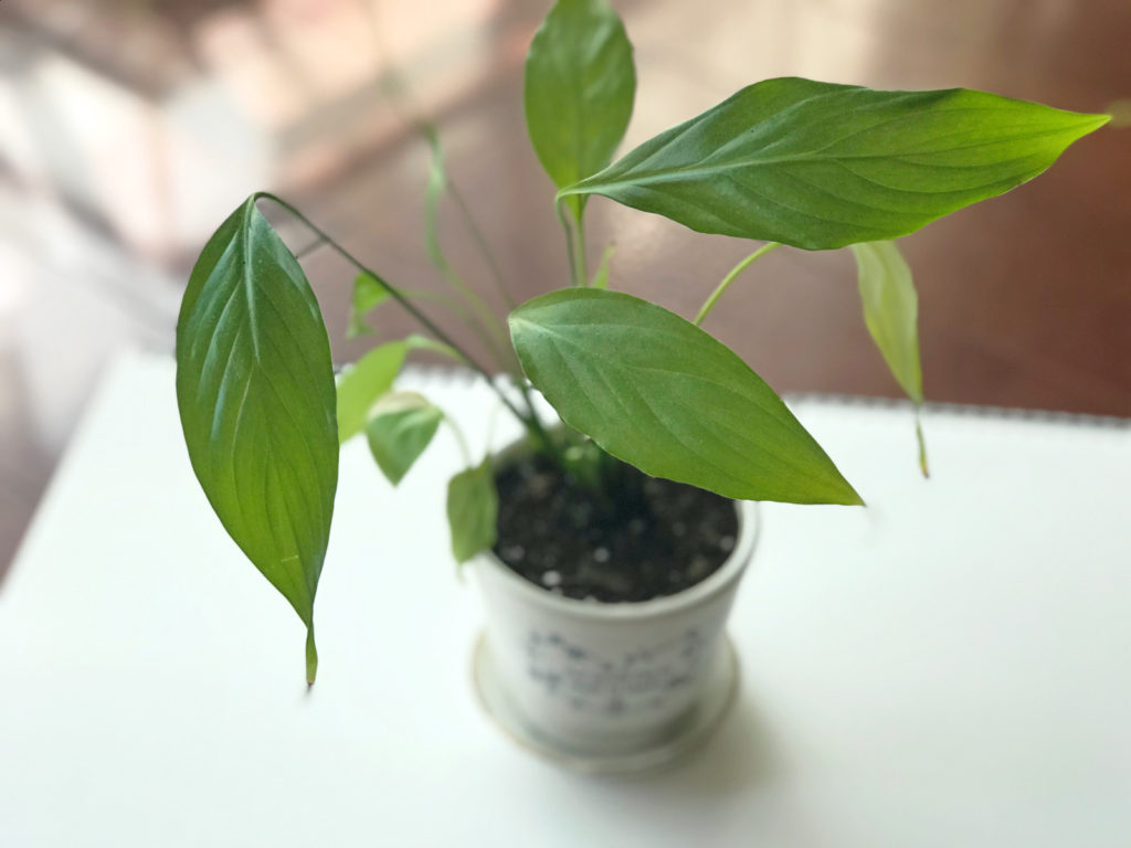 観葉植物の枝先がショボショボしてきたら 新しい鉢に再生させるやりかた 水栽培して植え替えるだけ 半年後の様子もご紹介 ねーさんらいふ