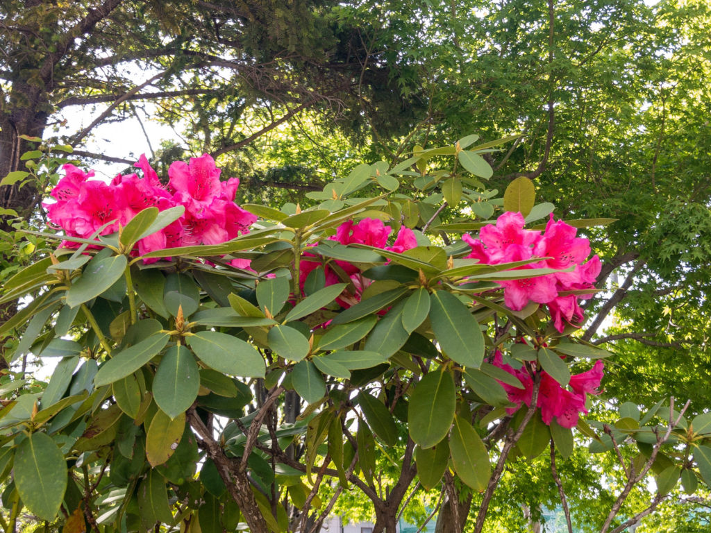 西洋シャクナゲ 5月に楽しめる花 アンナローズ のピンクに癒される ねーさんらいふ