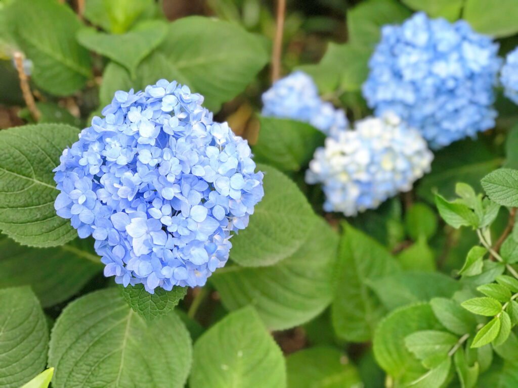 紫陽花 梅雨時期ならではの楽しみ 色変化は土壌の違い 名前の由来は勘違い ねーさんらいふ